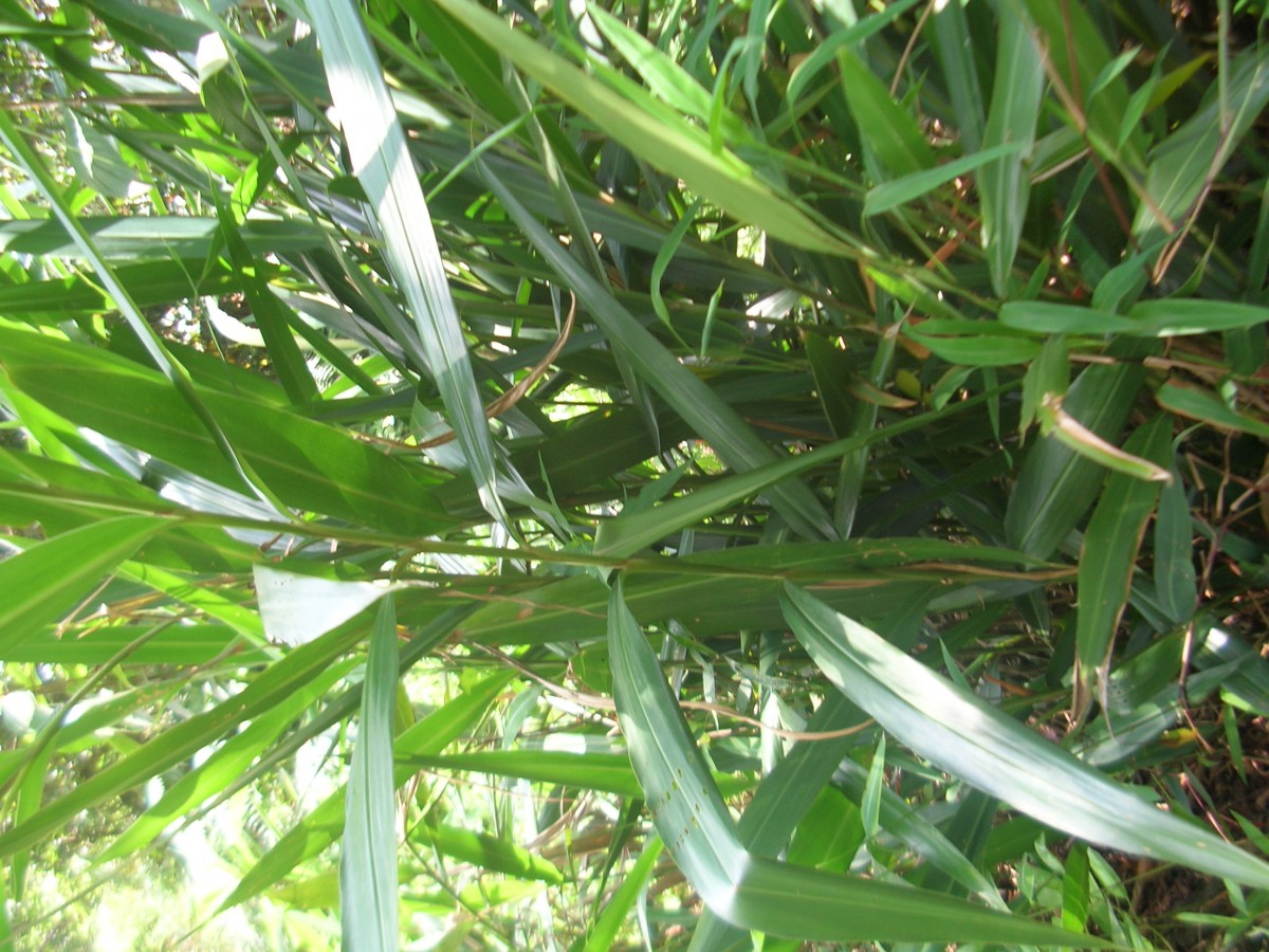 Alpinia calcarata (Andrews) Roscoe